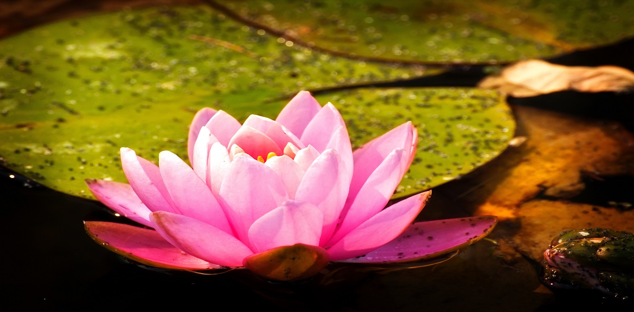 Psychic, Tarot Readings, Angels, Channeling, Reiki, Energy Healing, Magic, Sound Healing, Music therapy